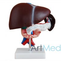 Fígado, Pâncreas e Duodeno ART-311 | ArtMed
