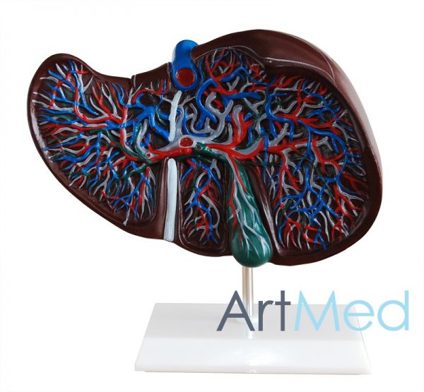 Fígado ART-312 | ArtMed