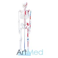 Esqueleto com Músculos ART-102C | ArtMed