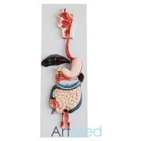 Aparelho Digestivo ART-315 | ArtMed