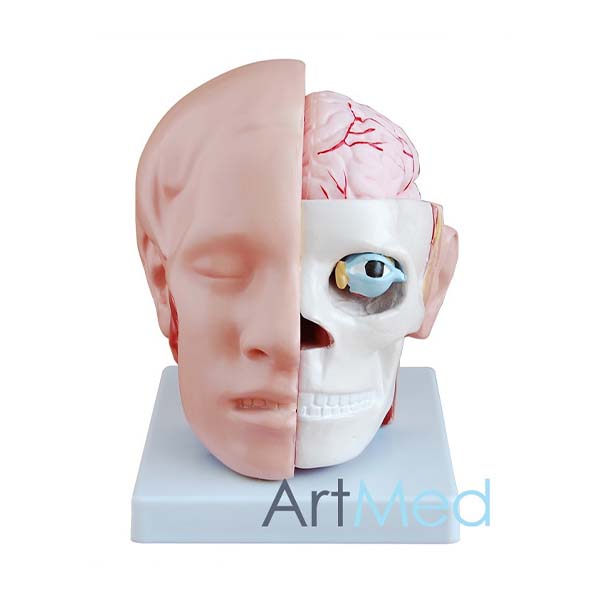 Cabeça com Cérebro ART-318B | ArtMed