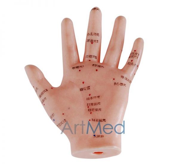 Modelo de Acupunctura Mão 13CM | ARTMED